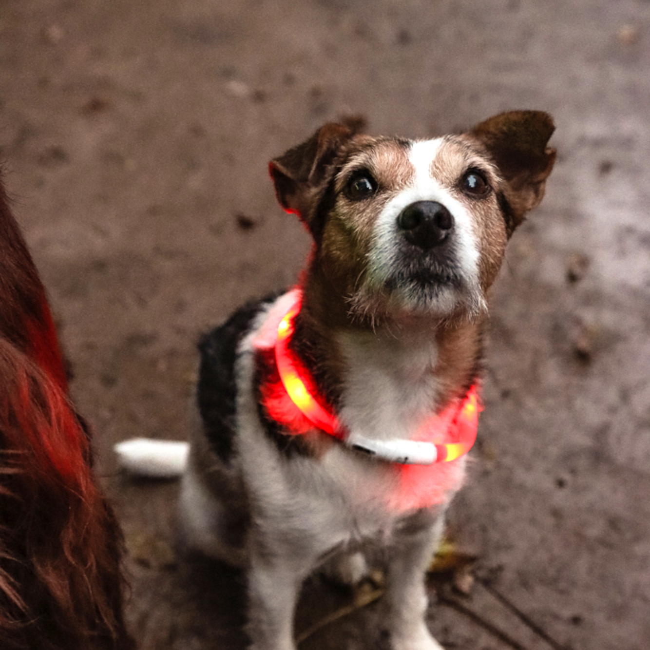 Nutikad nipid: kuidas muuta oma koer pimedas nähtavaks?